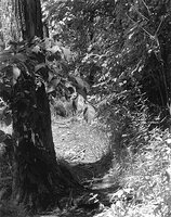 Sequenzes I-13 (Puddles of Sunshine)