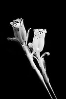 Indian ghost pipe plant.