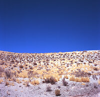 Central Andean puna, Argentina