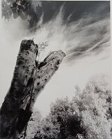 #1 Series of Los Arboles mueren de pie ("Trees die standing up")