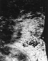 Sequenzes I-18 (Puddles of Sunshine)