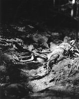 Sequenzes I-20 (Puddles of Sunshine)