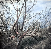 Pinhole apple blossoms.jpg