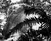 ©Bob St. Cyr-REDWOOD PARK-2026-04-25