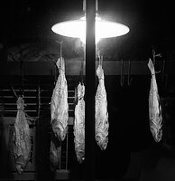 ©Bob St.Cyr-Something Fishy