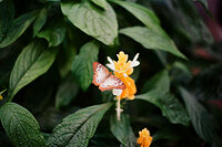 Butterflies 3
