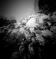 Rhododendrons