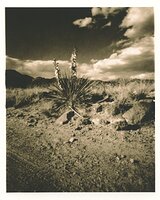 Yucca