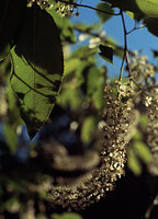 Black Cherry Flowers