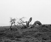Fallen Oak.jpg