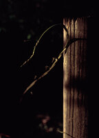 Tendril and Post