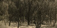 Bungulla