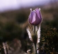 Sign of Spring