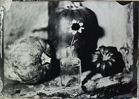 Flower and Pumpkins