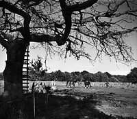 Shadow Tree