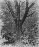 High Speed Infrared 4x5 from 2001