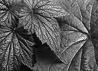 Film Washi-E Leaves
