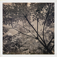 Trees against false color sky