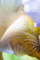 yellow iris violet green accent