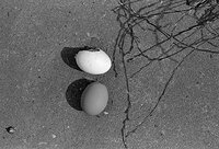 Eggs