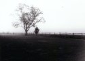 Foggy Morning