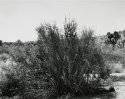 Pioneertown, California, 2006