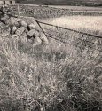 Wild Grasses and Field of Barley