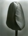 Unfolding