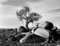 Old tree #2