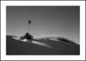 Yucca, White Sands NM