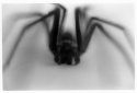 The noiseless patient spider...