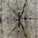 Snow Trees