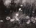 Daisy's - Finished Print
