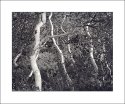 Dancing Birches