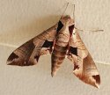 Moth