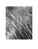 Grass Blade. Florence, Oregon