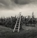 Storm over orchard