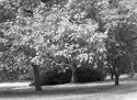 arboretum_pinhole