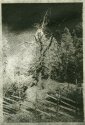 Gumoil experiment