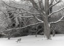 Boerner Park Oak and benccch