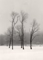 Trees in snow