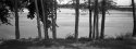 Trees in Front of Riverbed