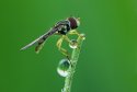 Hoverfly