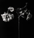 The faded rose
