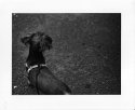 My dog