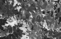 Dusty Miller