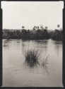 Grasses, Parana River, Iguazu Falls