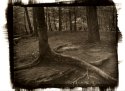 Roots - Catoctin Mountain Park