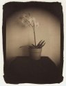 Orchid in Pot
