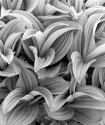 Corn Lily